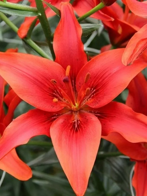 Лилия Ред Каунти 